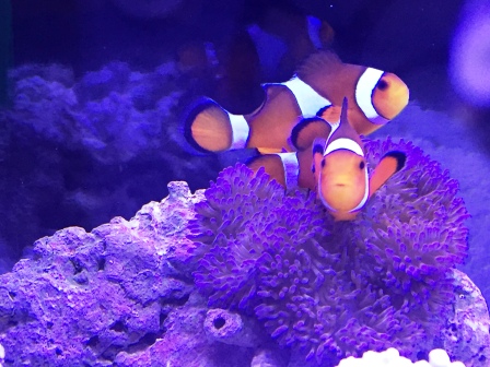 カエルの親分？