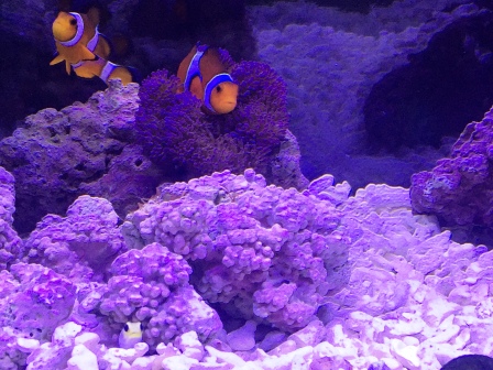 カエルの親分？