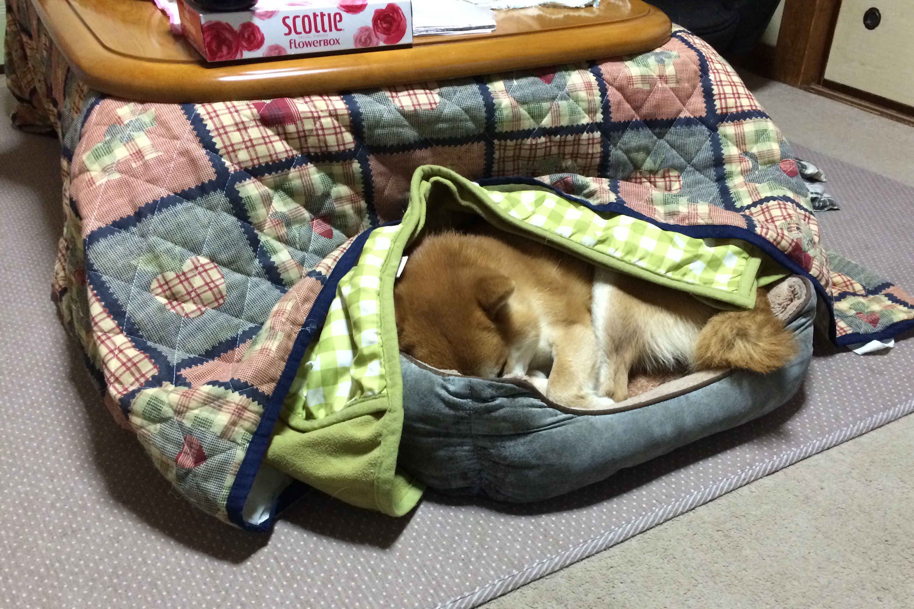 こたつ犬？