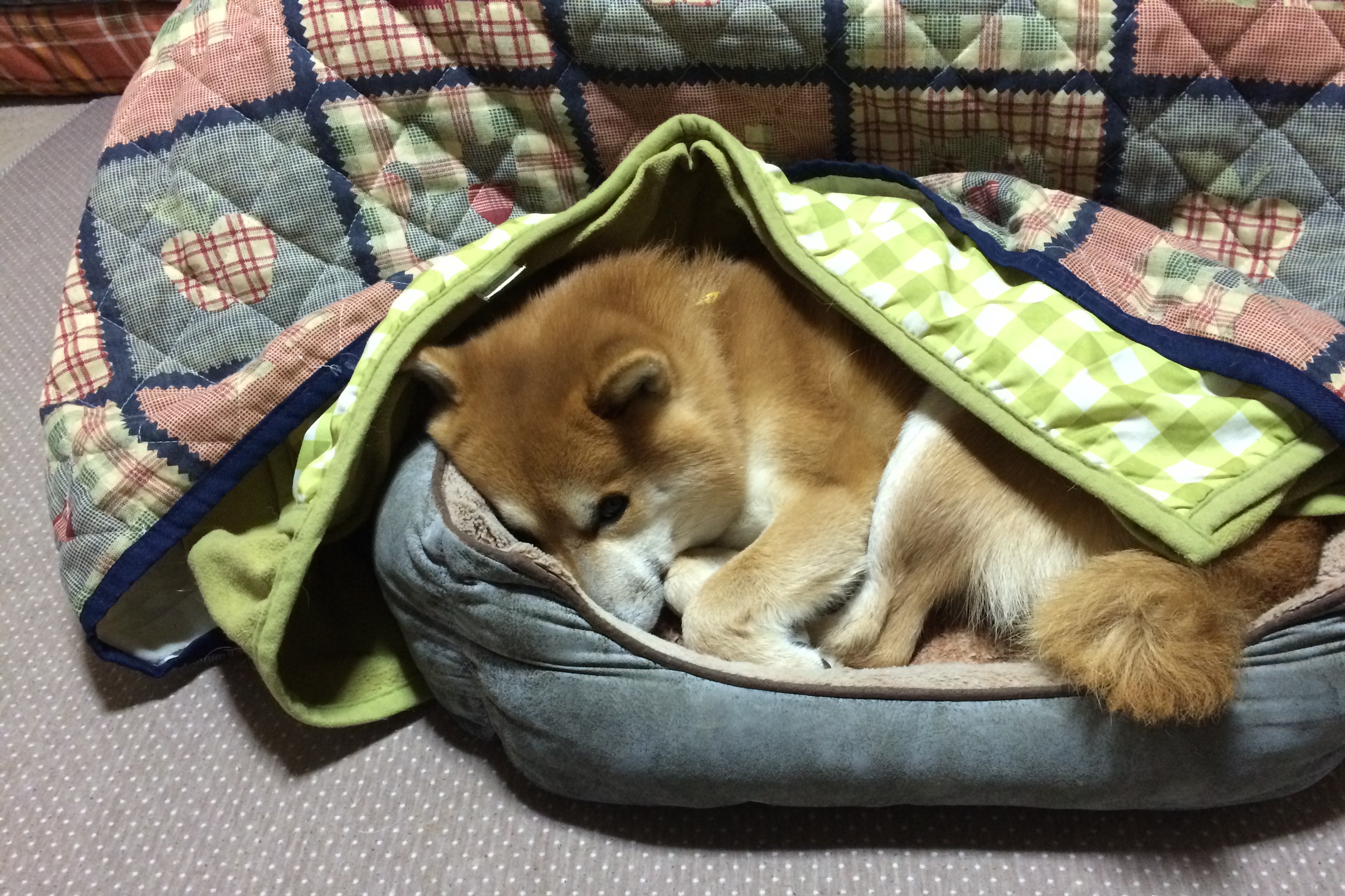 こたつ犬？