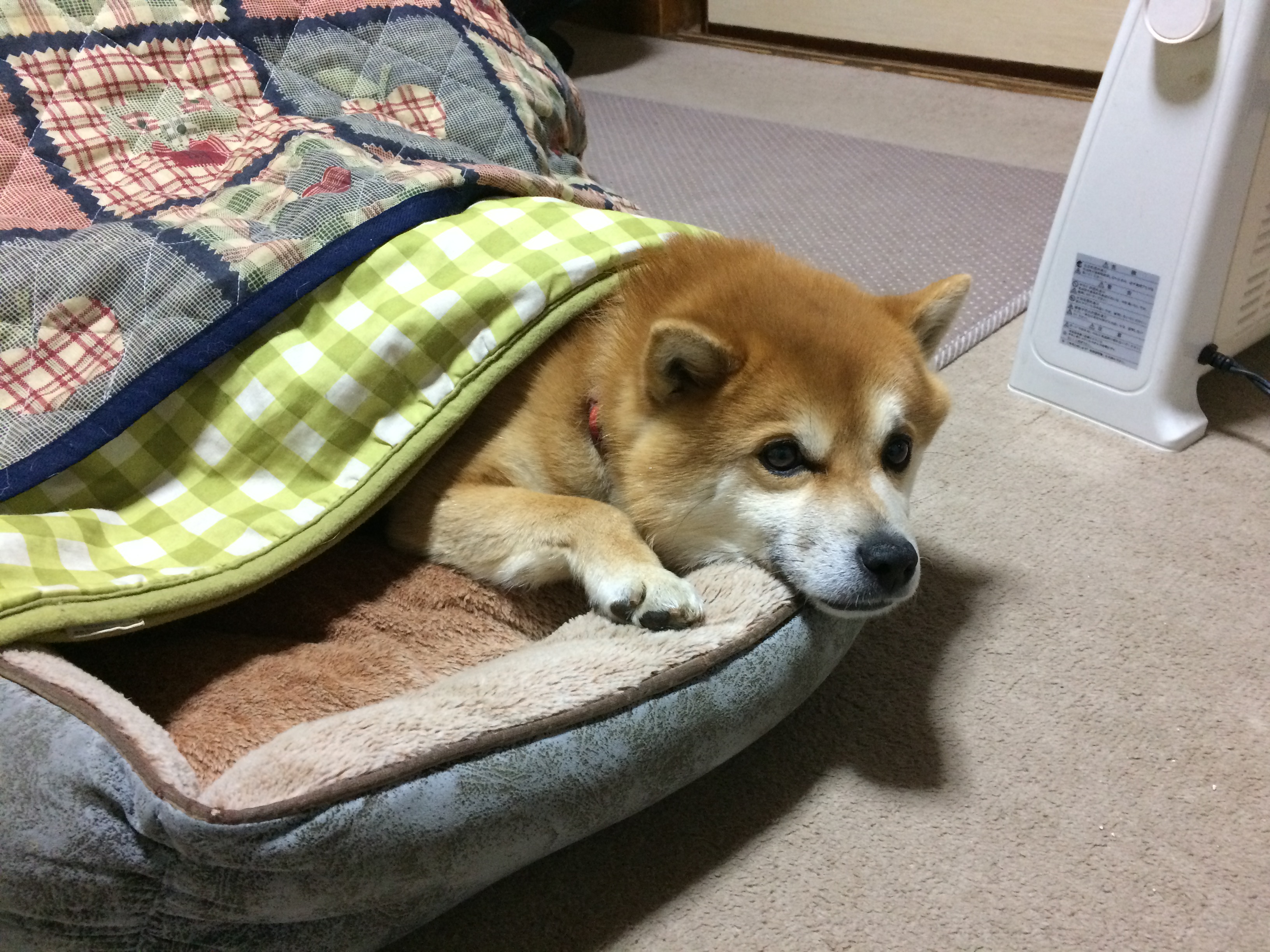 春♪