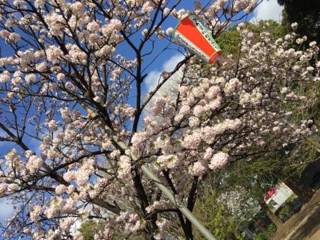 桜、桜、桜！！