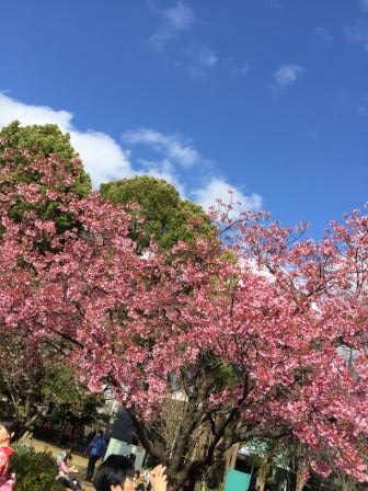 桜、桜、桜！！