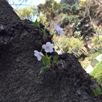 桜、桜、桜！！