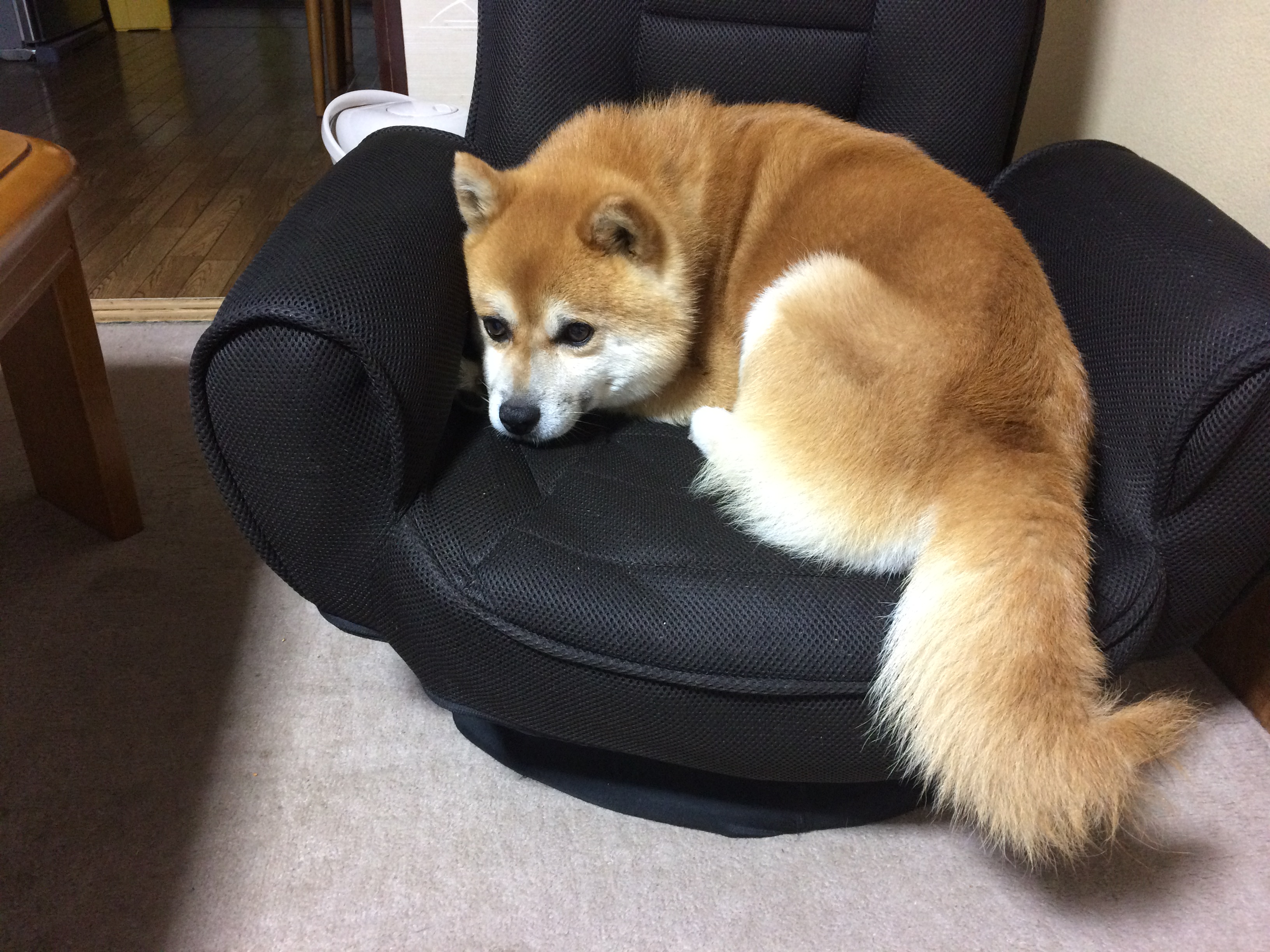 占領中？