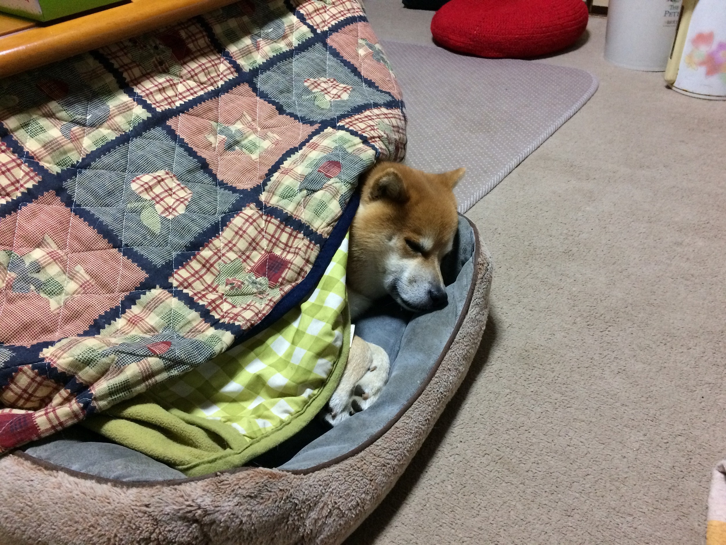 こたつにて！