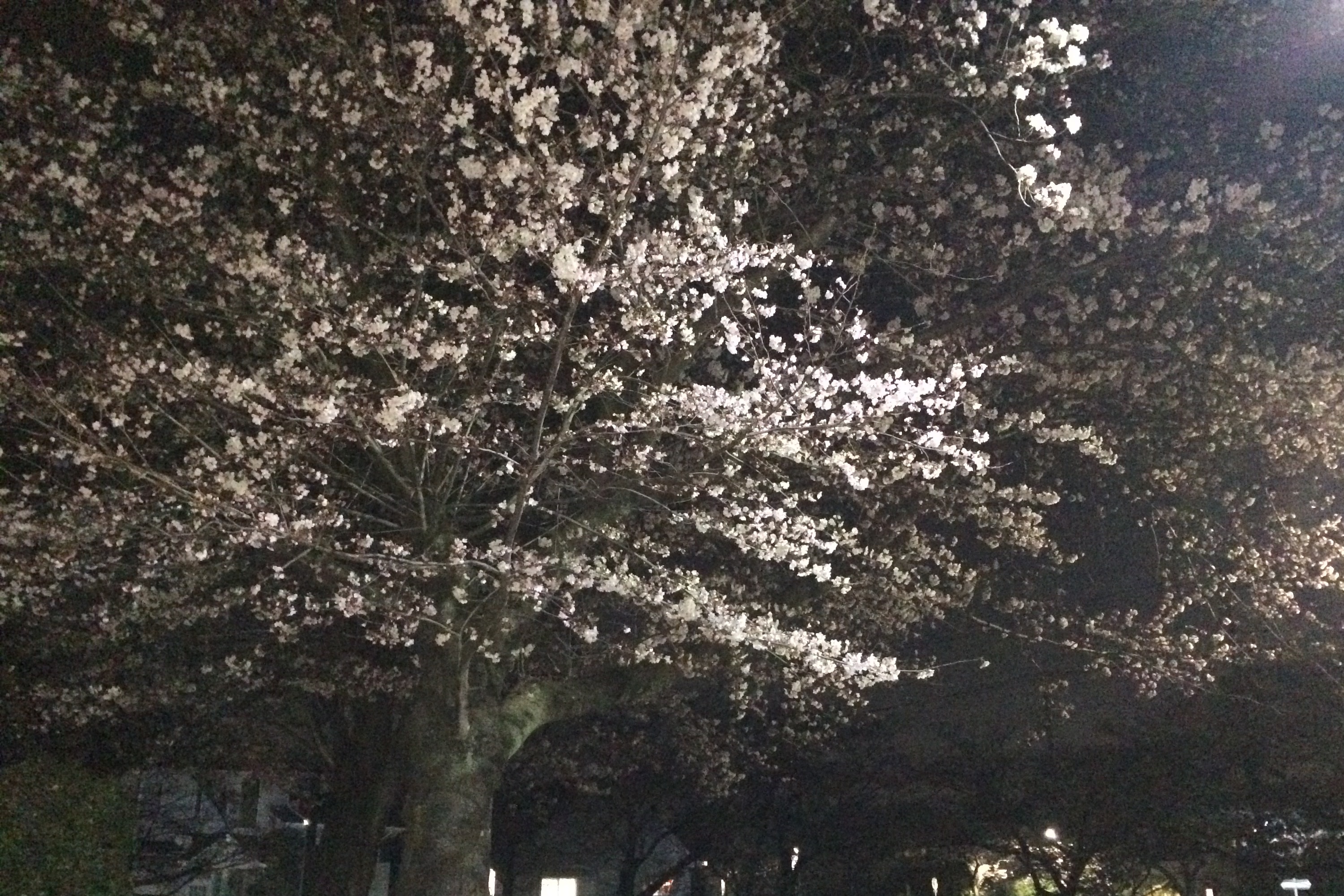 春爛漫♪