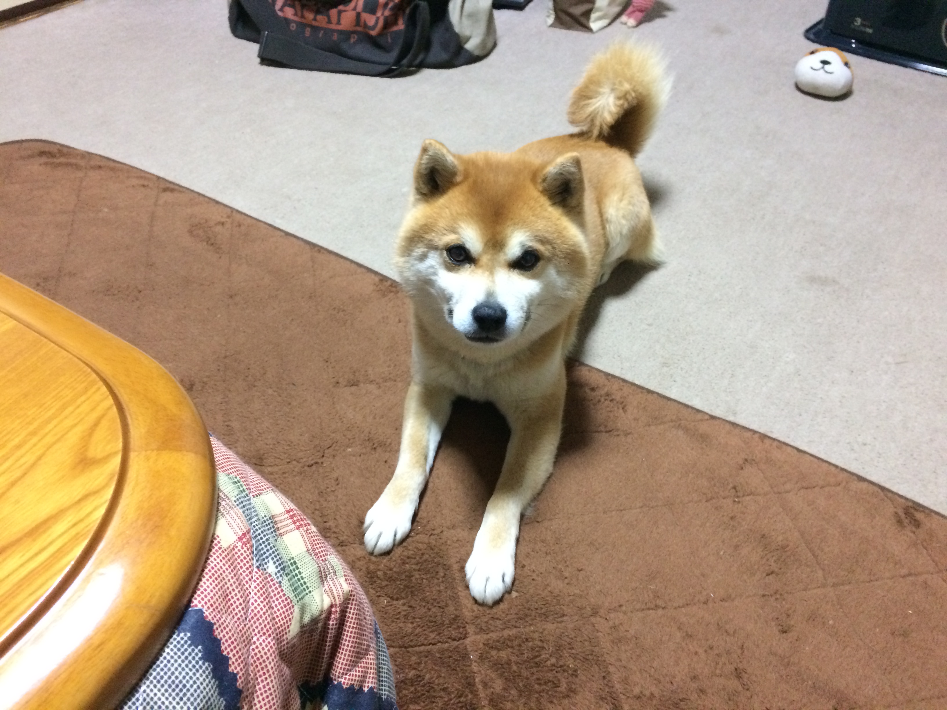 春爛漫♪
