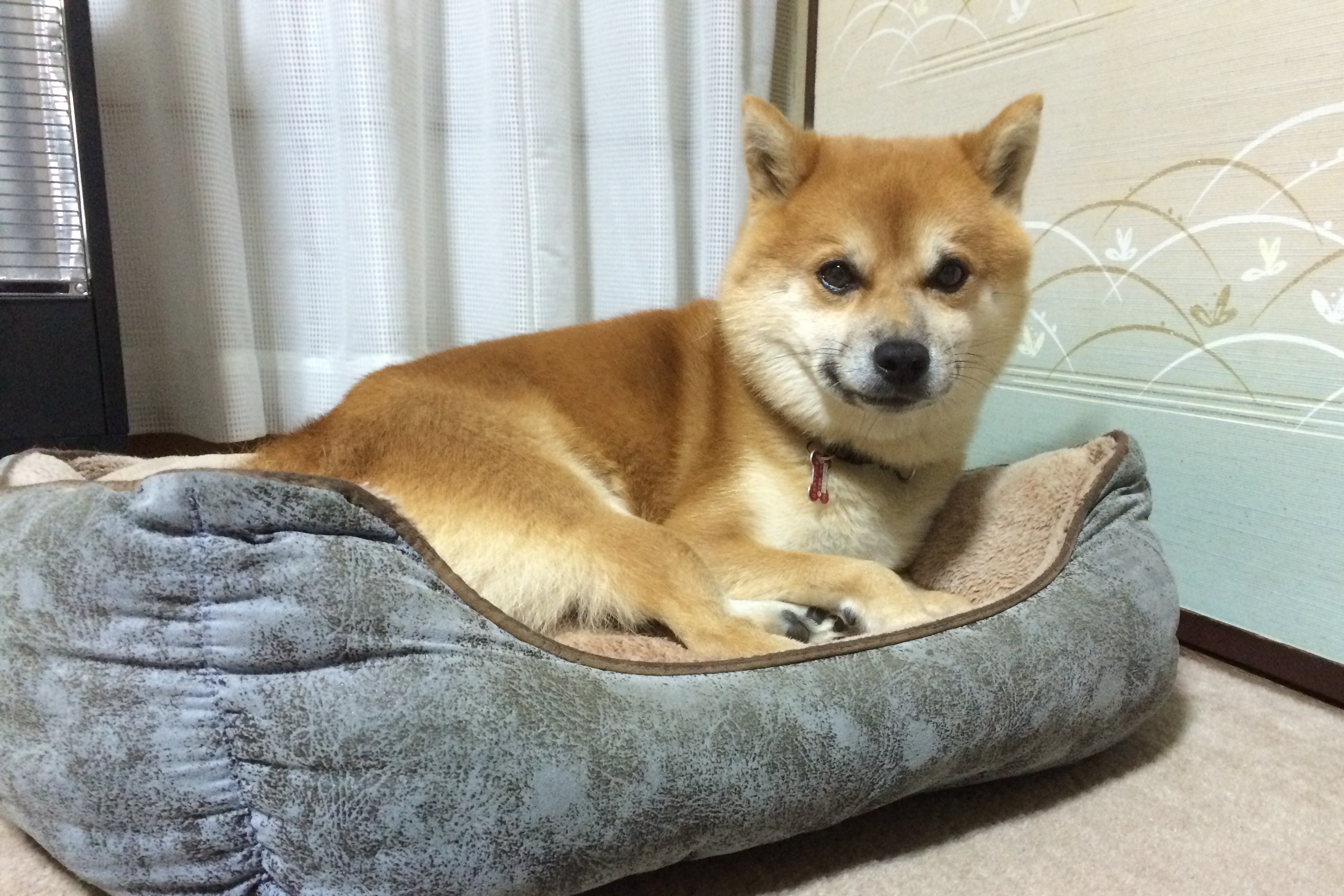 居候犬？