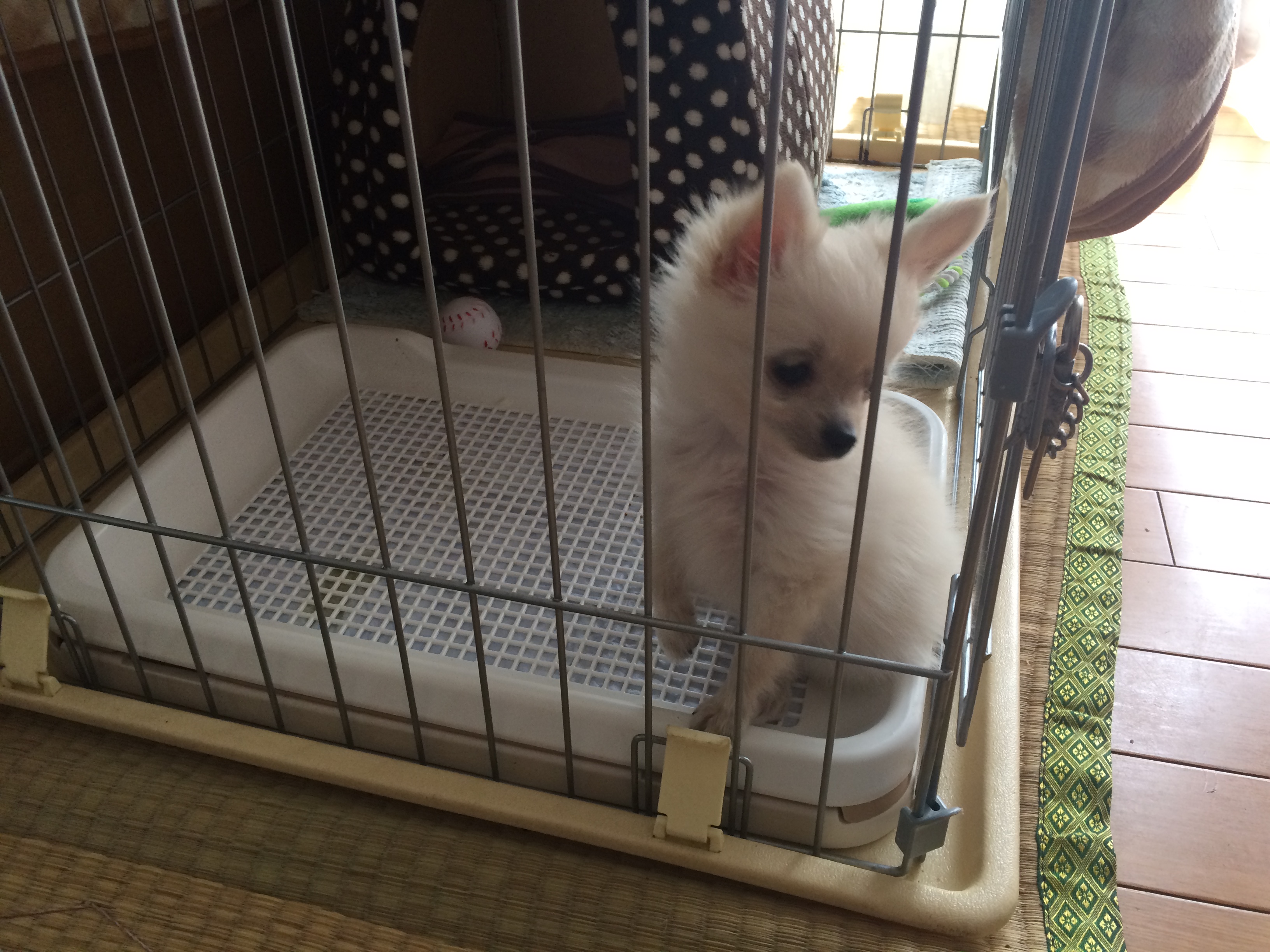 居候犬？
