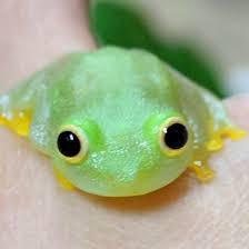 生き物がかり