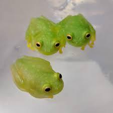 生き物がかり